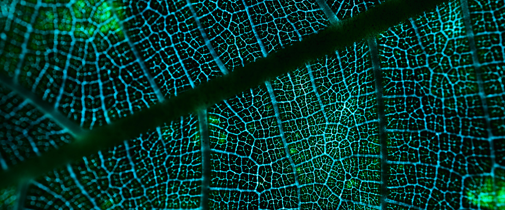 3 UK Biomimicry in Architecture Projects - Nature’s Grand Designs